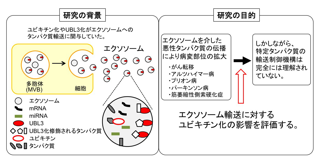 研究概要を示す模式図