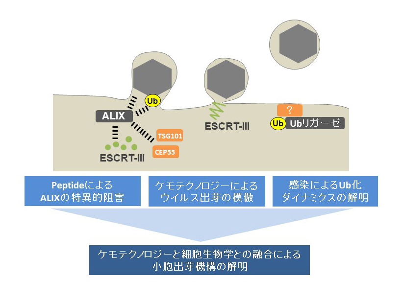 研究概要を示す模式図