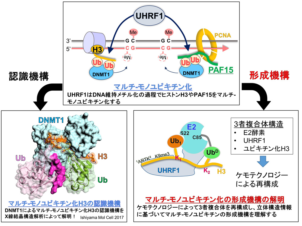 研究概要を示す模式図