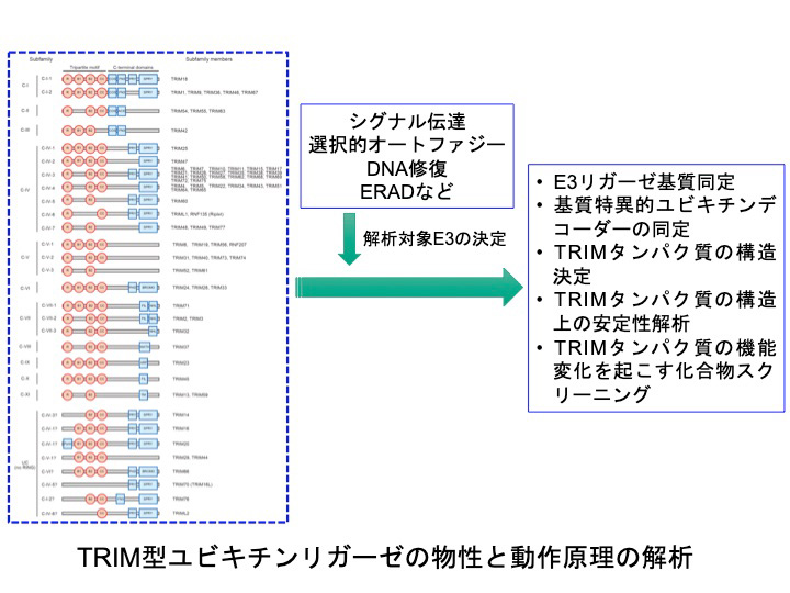 研究概要を示す模式図