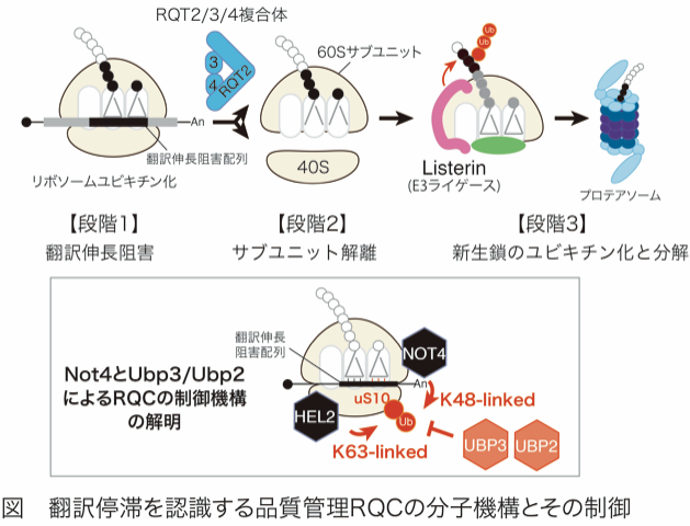 研究概要を示す模式図