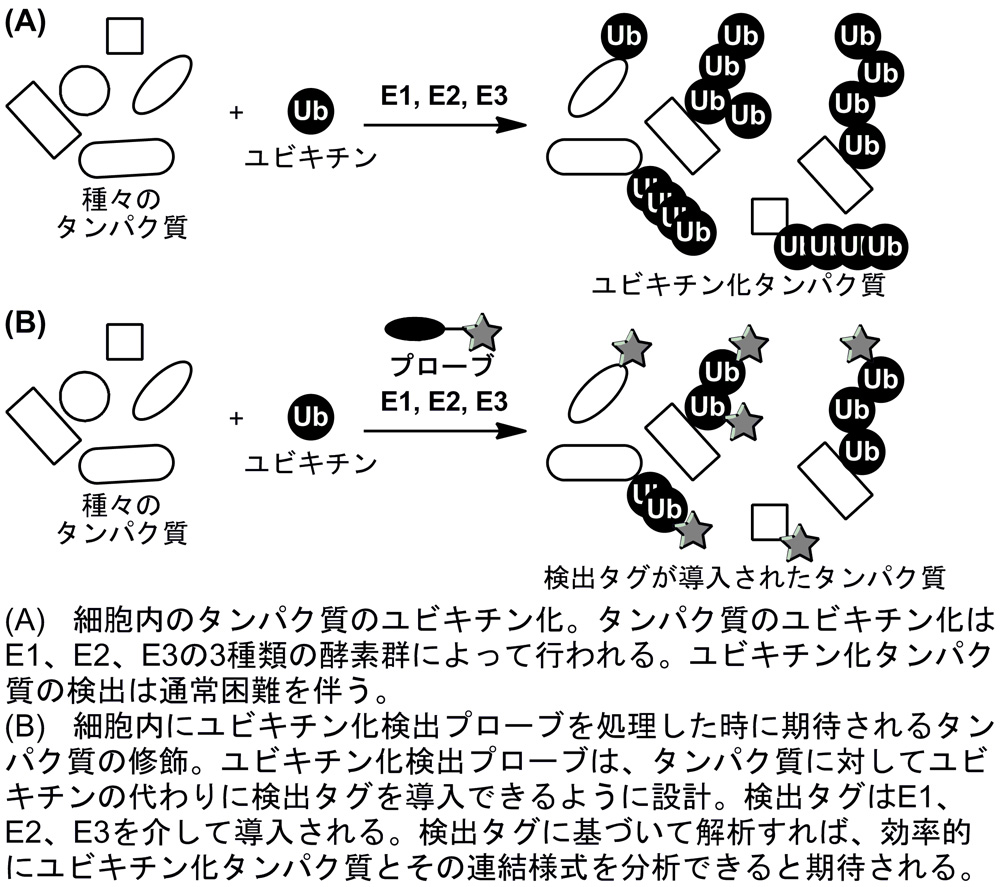 研究概要を示す模式図