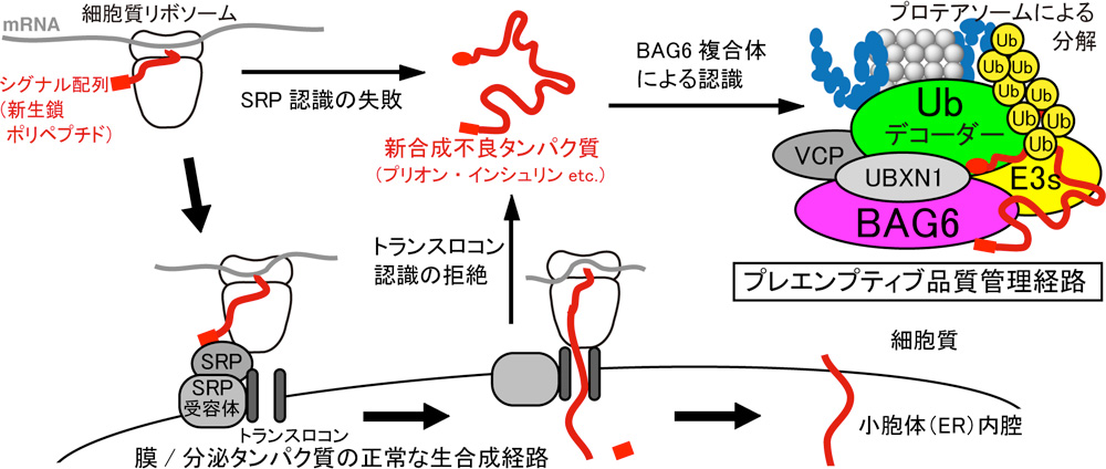 研究概要を示す模式図