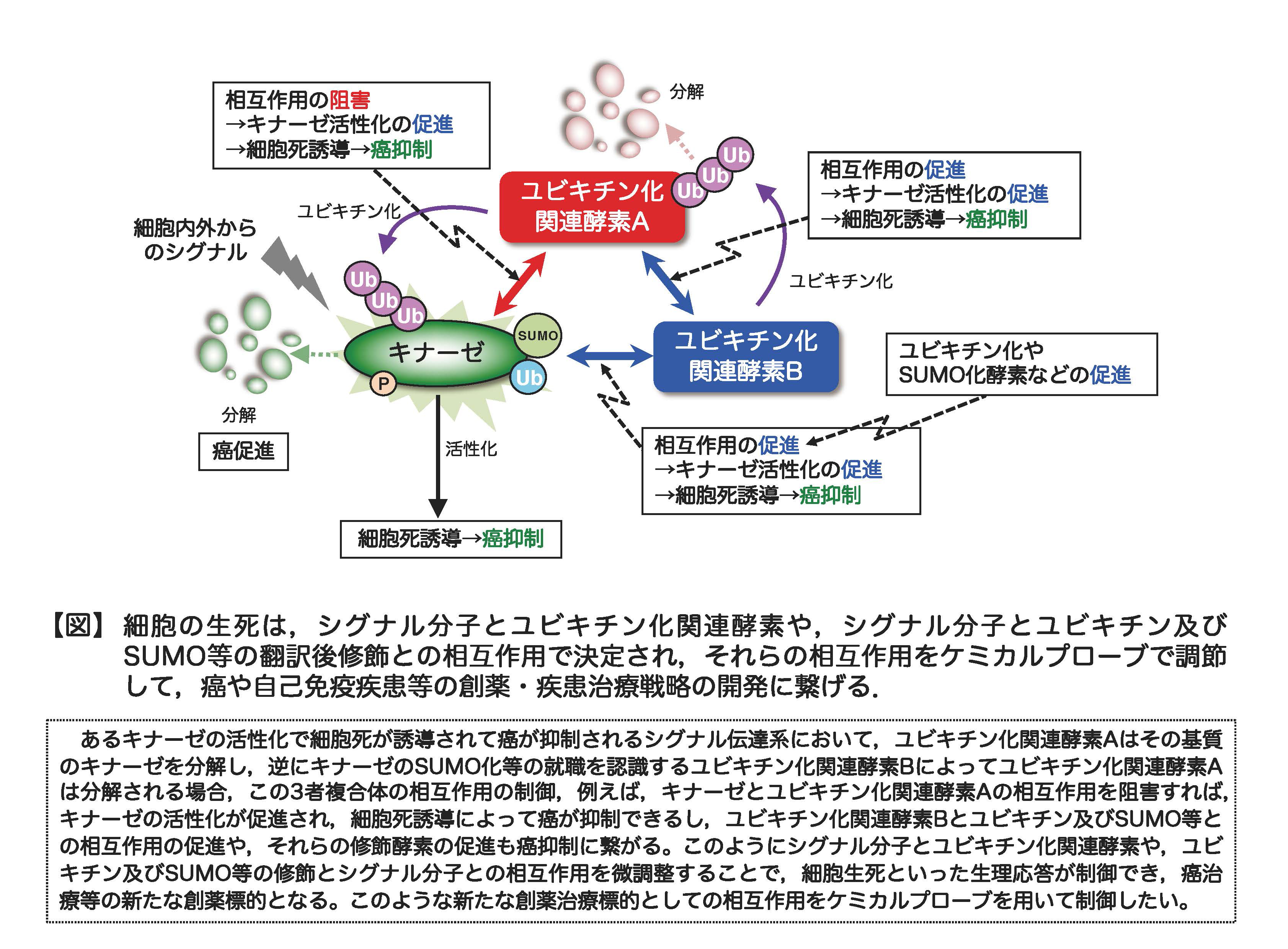 研究概要を示す模式図