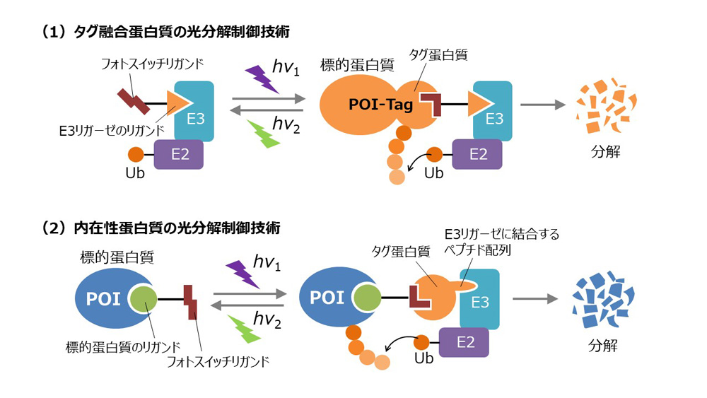 研究概要を示す模式図