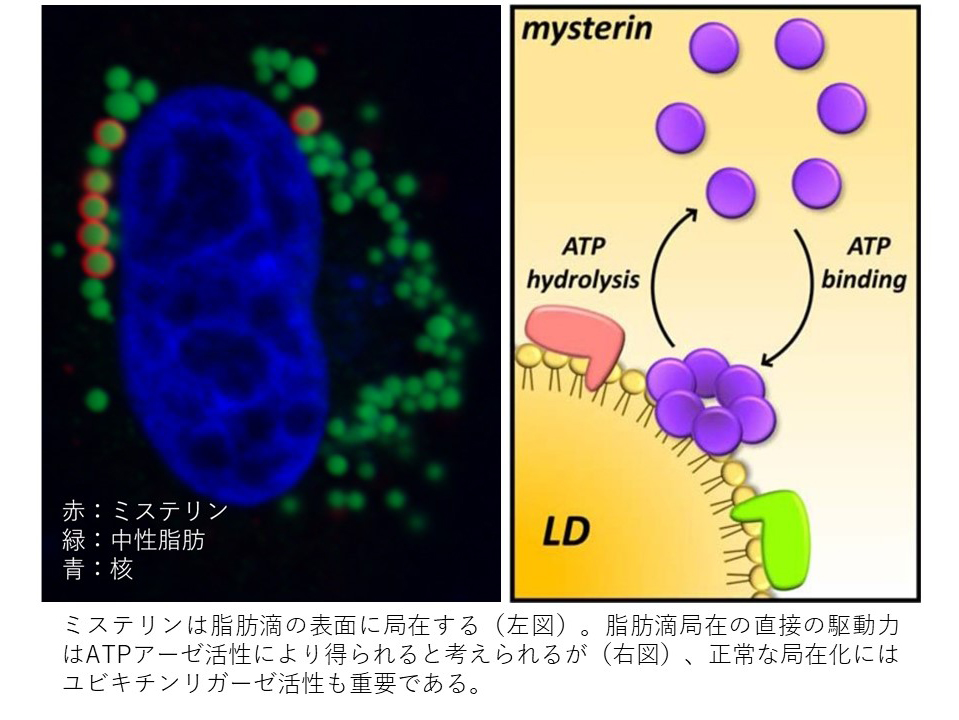 研究概要を示す模式図