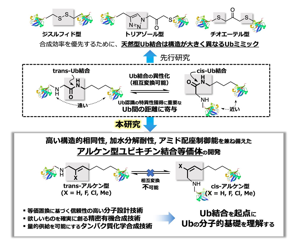 研究概要を示す模式図