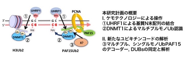 研究概要を示す模式図