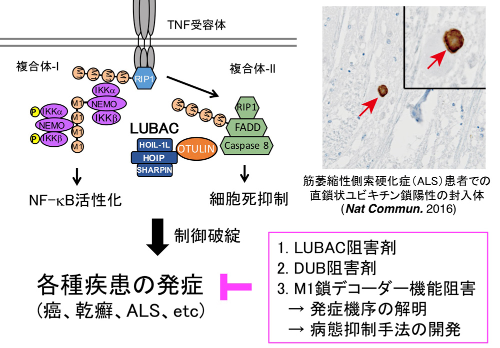 研究概要を示す模式図