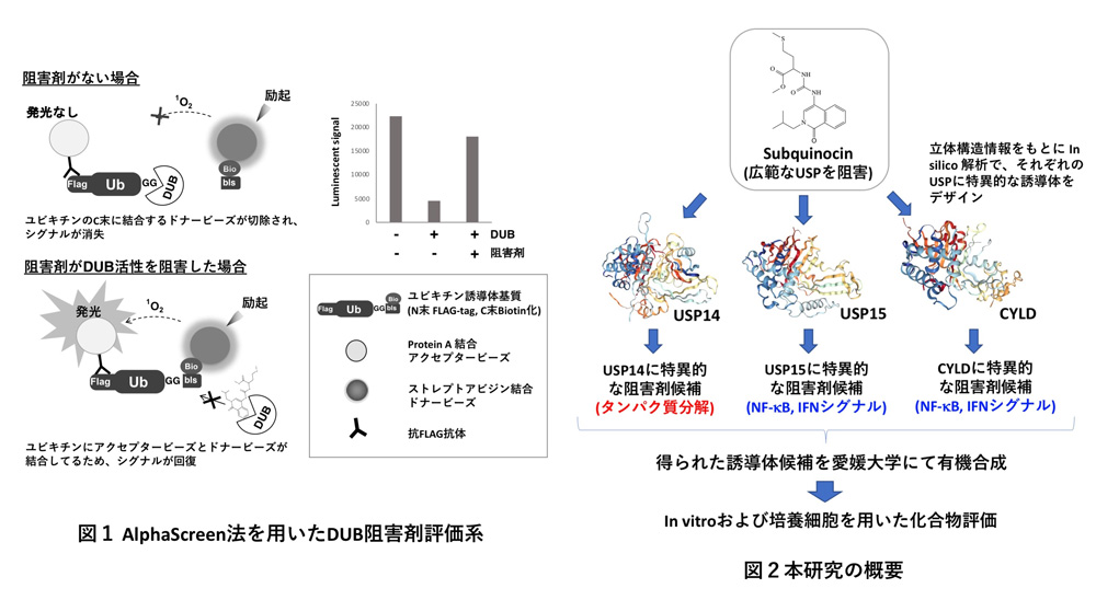 研究概要を示す模式図