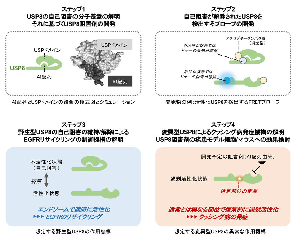 研究概要を示す模式図