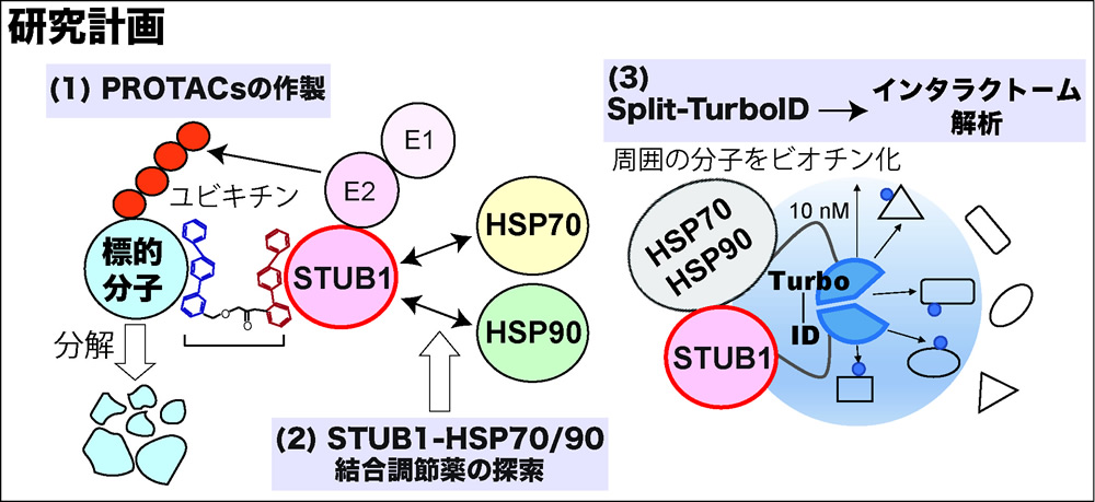 研究概要を示す模式図