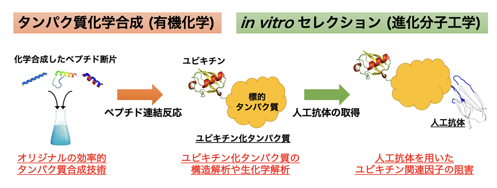 研究概要を示す模式図