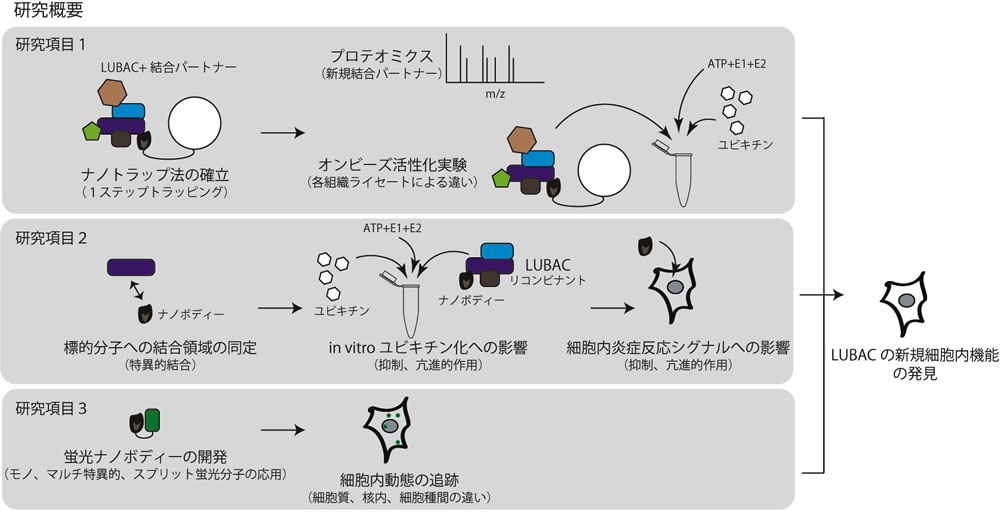 研究概要を示す模式図