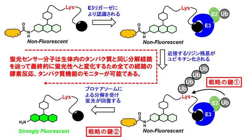 研究概要を示す模式図