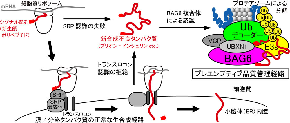 研究概要を示す模式図