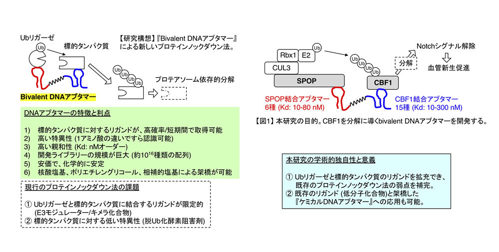 研究概要を示す模式図