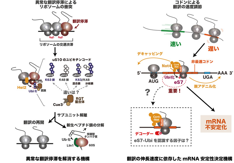 研究概要を示す模式図