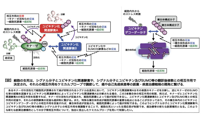 研究概要を示す模式図