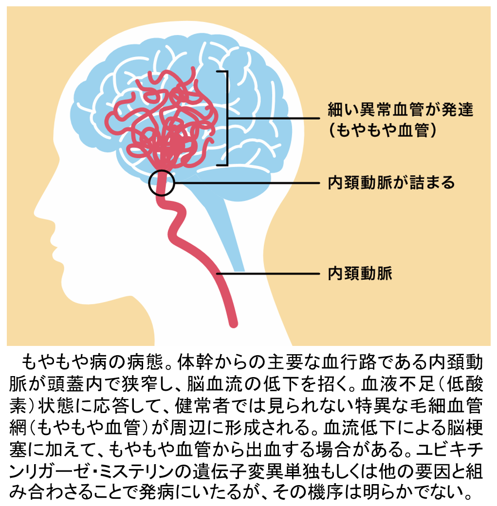 研究概要を示す模式図