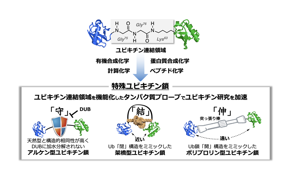 研究概要を示す模式図