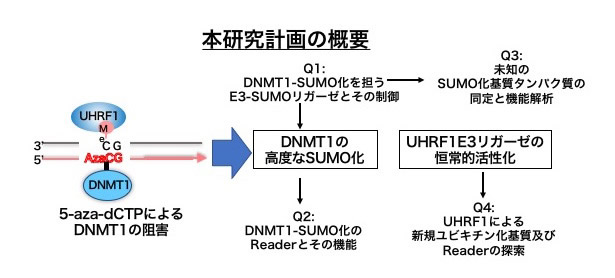 研究概要を示す模式図