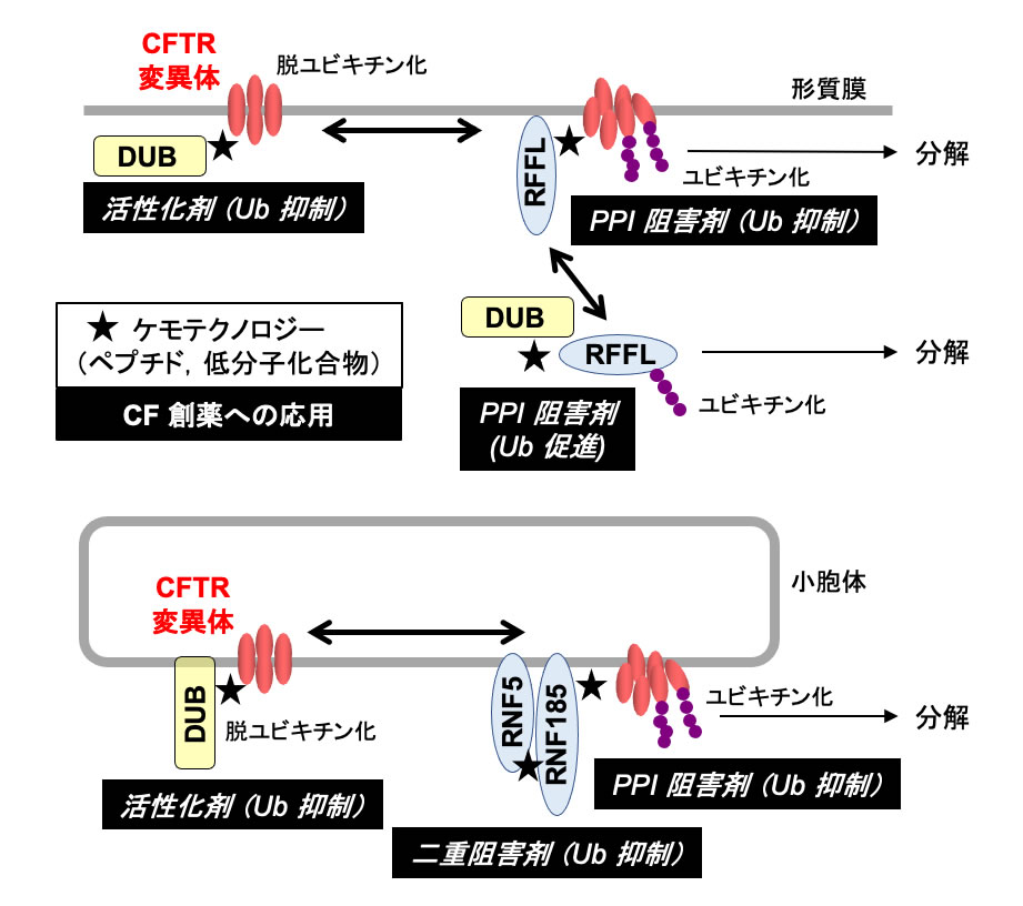 研究概要を示す模式図