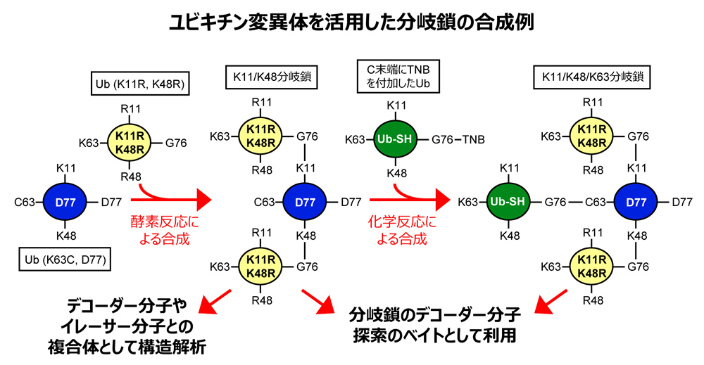 研究概要を示す模式図