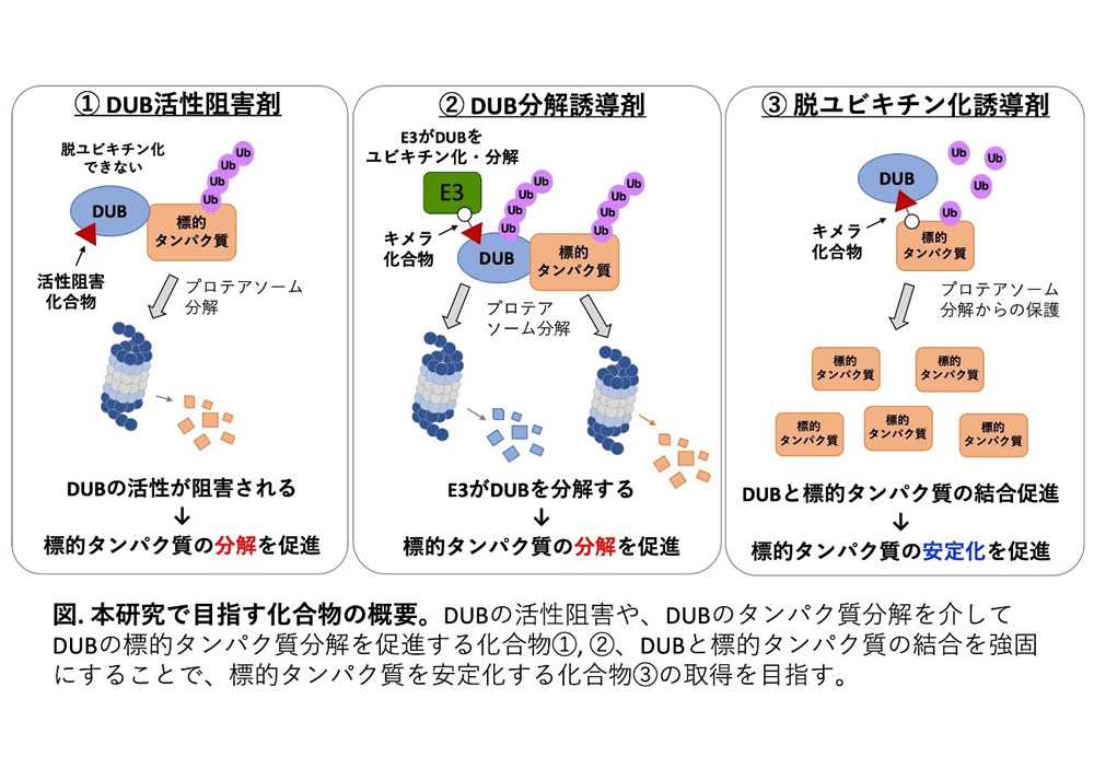 研究概要を示す模式図