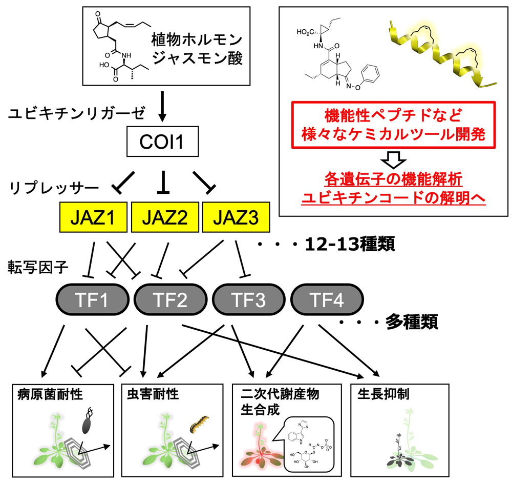 研究概要を示す模式図