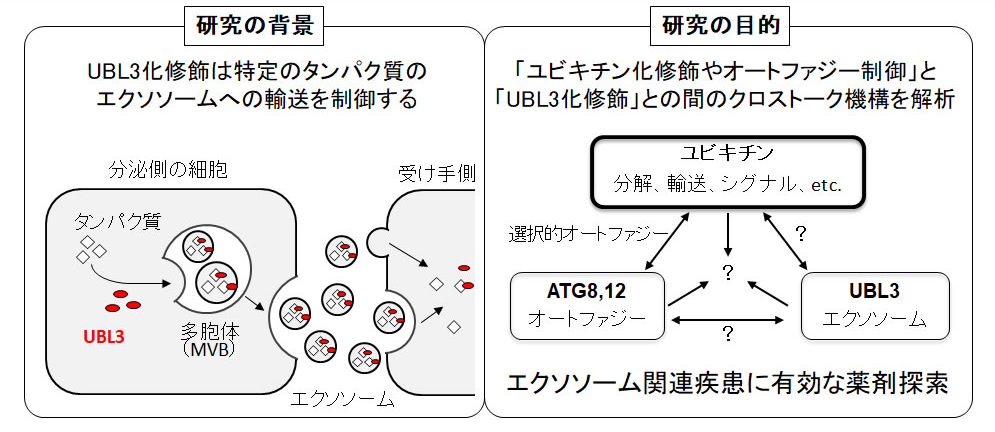 研究概要を示す模式図