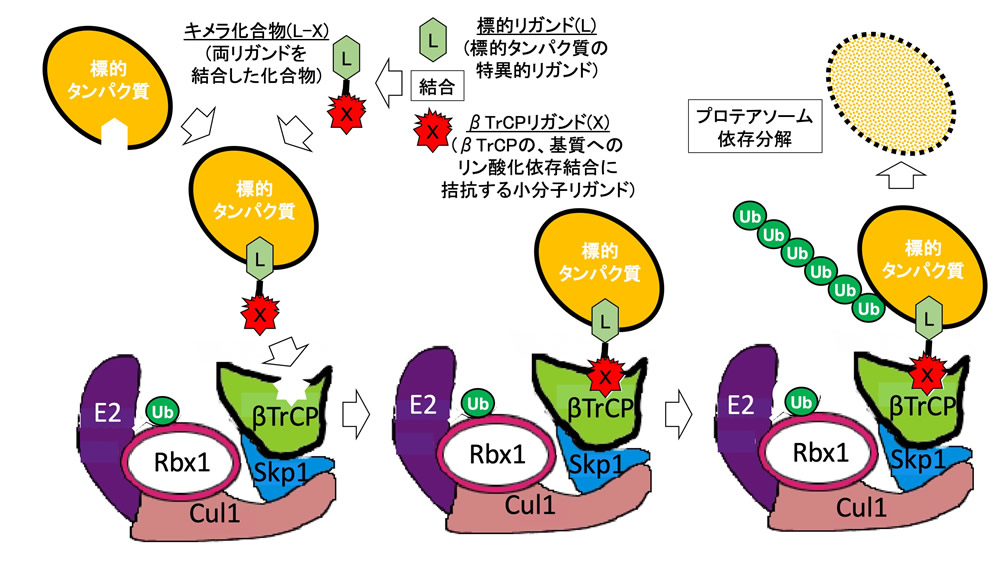 研究概要を示す模式図