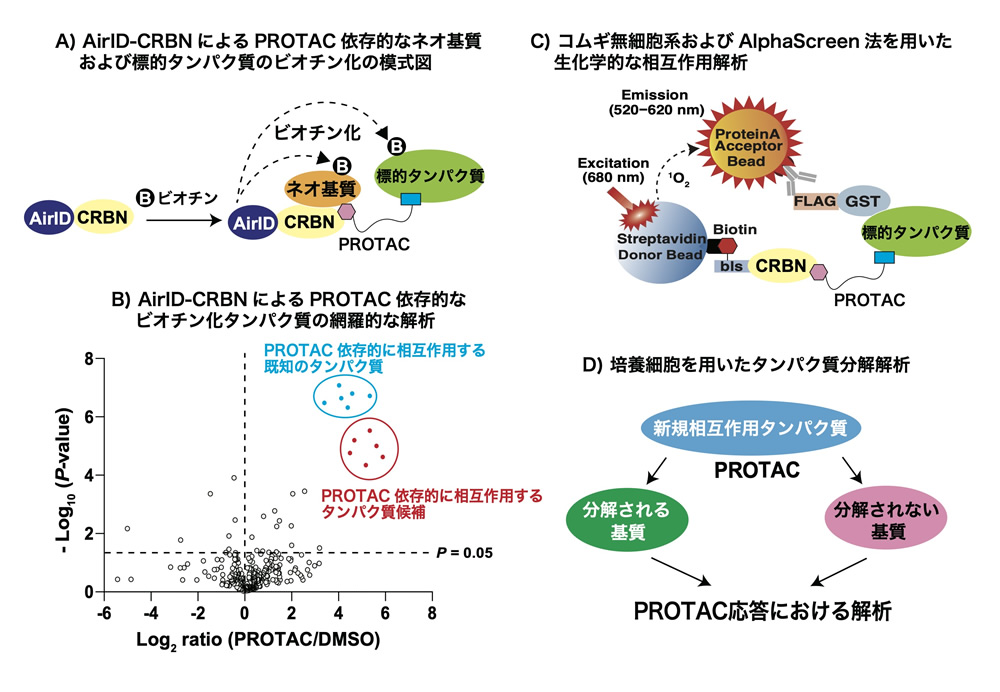 研究概要を示す模式図