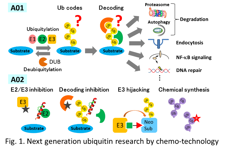 Next generation ubiquitin research by chemo-technology