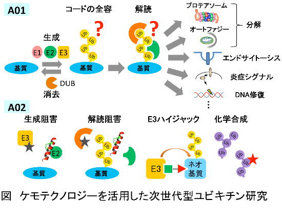 ケモテクノロジーを活用した次世代型ユビキチン研究