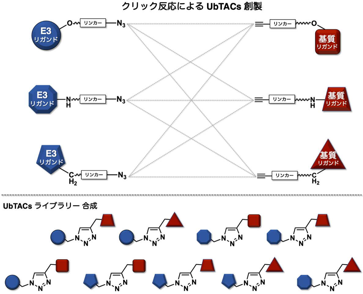 研究概要を示す模式図