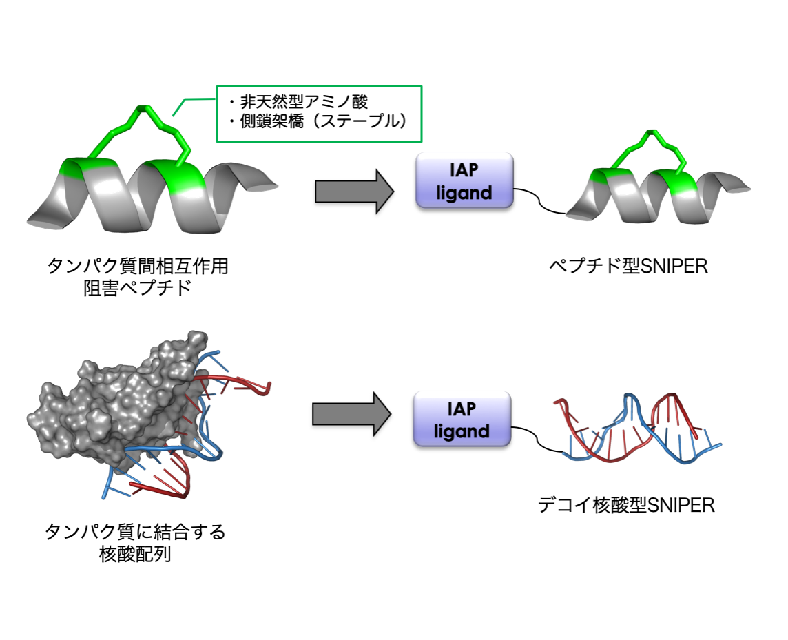 研究概要を示す模式図