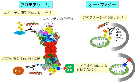 研究概要を示す模式図