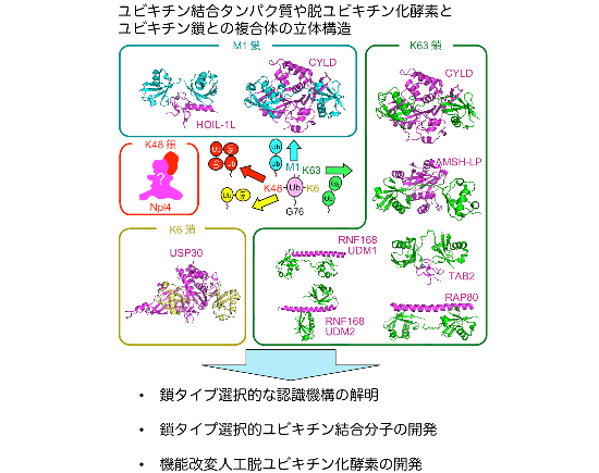 研究概要を示す模式図