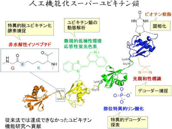 研究概要を示す模式図