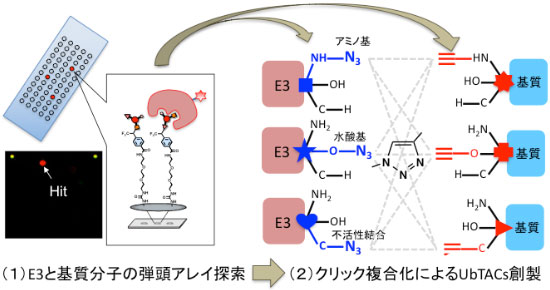 研究概要を示す模式図