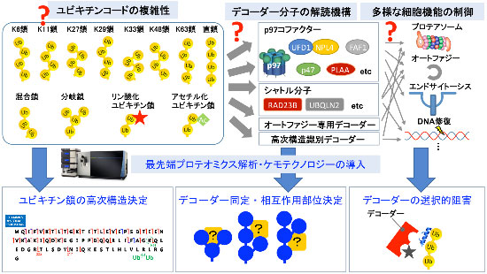 研究概要を示す模式図