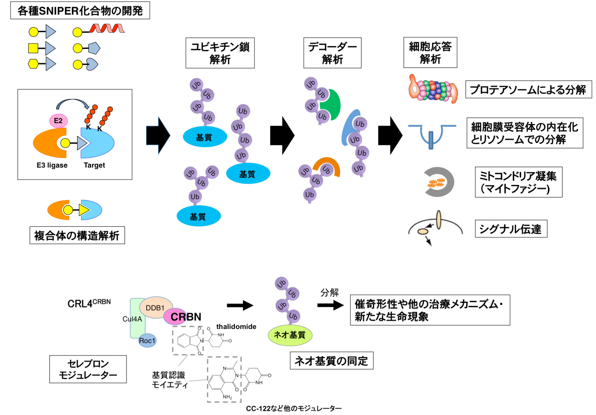 研究概要を示す模式図