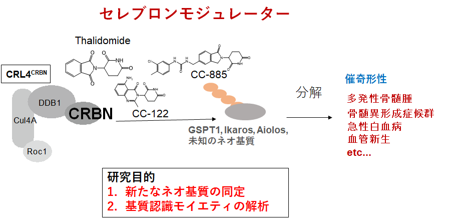 研究概要を示す模式図