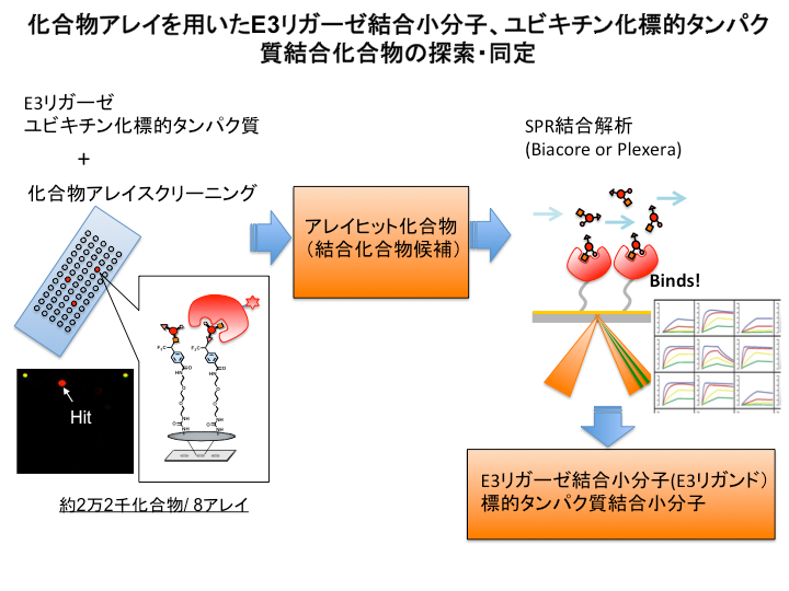 研究概要を示す模式図