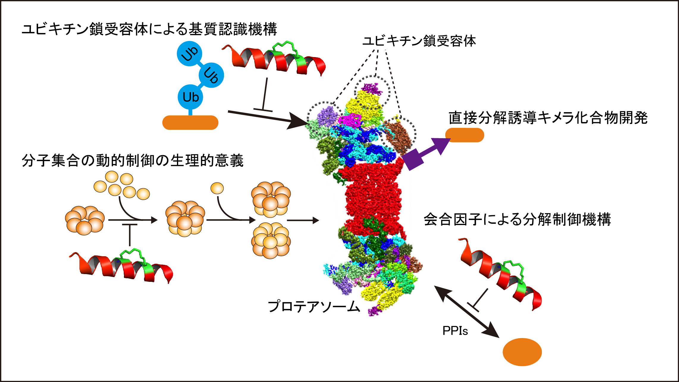 研究概要を示す模式図