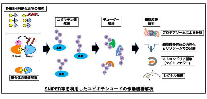 研究概要を示す模式図