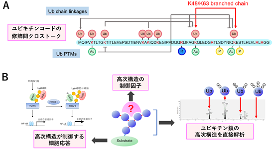 研究概要を示す模式図