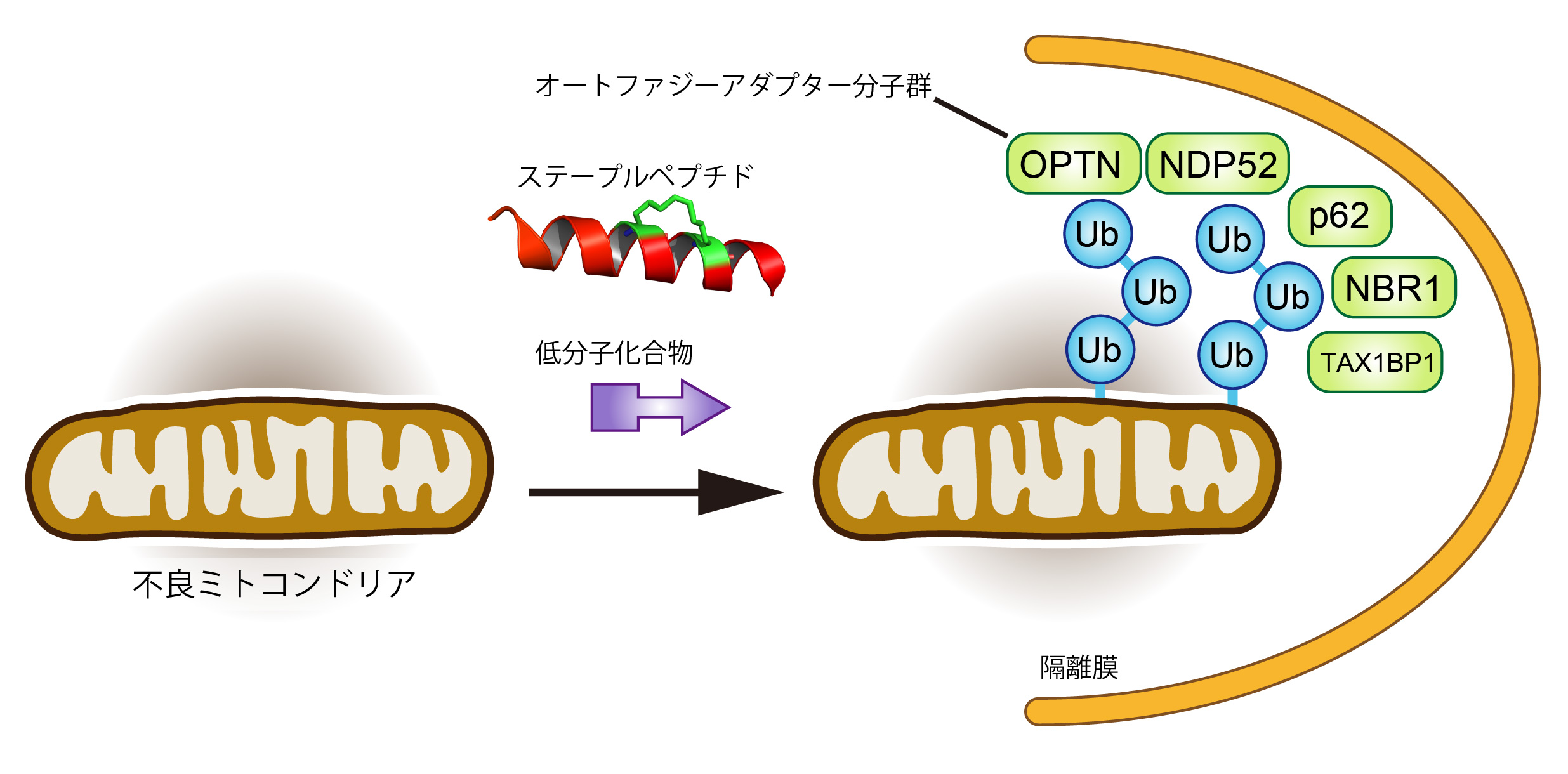 研究概要を示す模式図